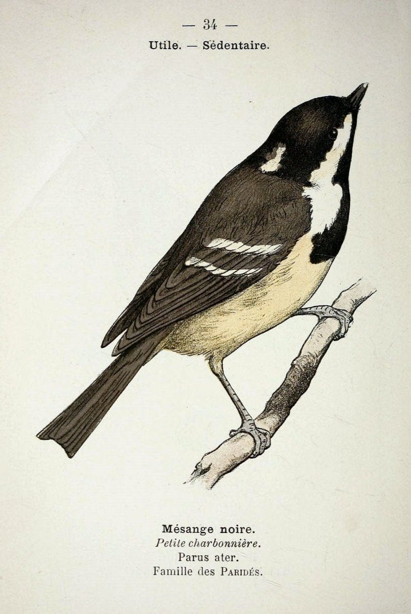 Atlas de poche des oiseaux de France, Suisse, et Belgique, utiles ou nuisibles :.Paris : | Atlases Belgium Birds France Switzerland | Vintage Print Reproduction 458777