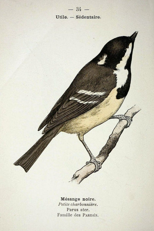 Atlas de poche des oiseaux de France, Suisse, et Belgique, utiles ou nuisibles :.Paris : | Atlases Belgium Birds France Switzerland | Vintage Print Reproduction 458777