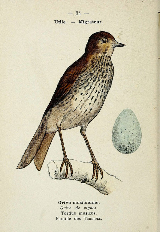Atlas de poche des oiseaux de France, Suisse, et Belgique, utiles ou nuisibles. ser.1Par | Atlases Belgium Birds France Switzerland SIL | Vintage Print Reproduction 458778