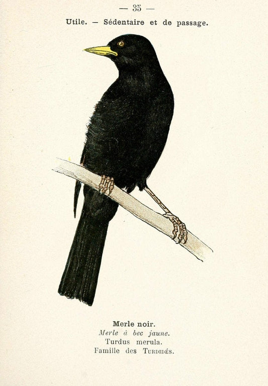 Atlas de poche des oiseaux de France, Suisse, et Belgique, utiles ou nuisibles. ser.1Par | Atlases Belgium Birds France Switzerland SIL | Vintage Print Reproduction 458780