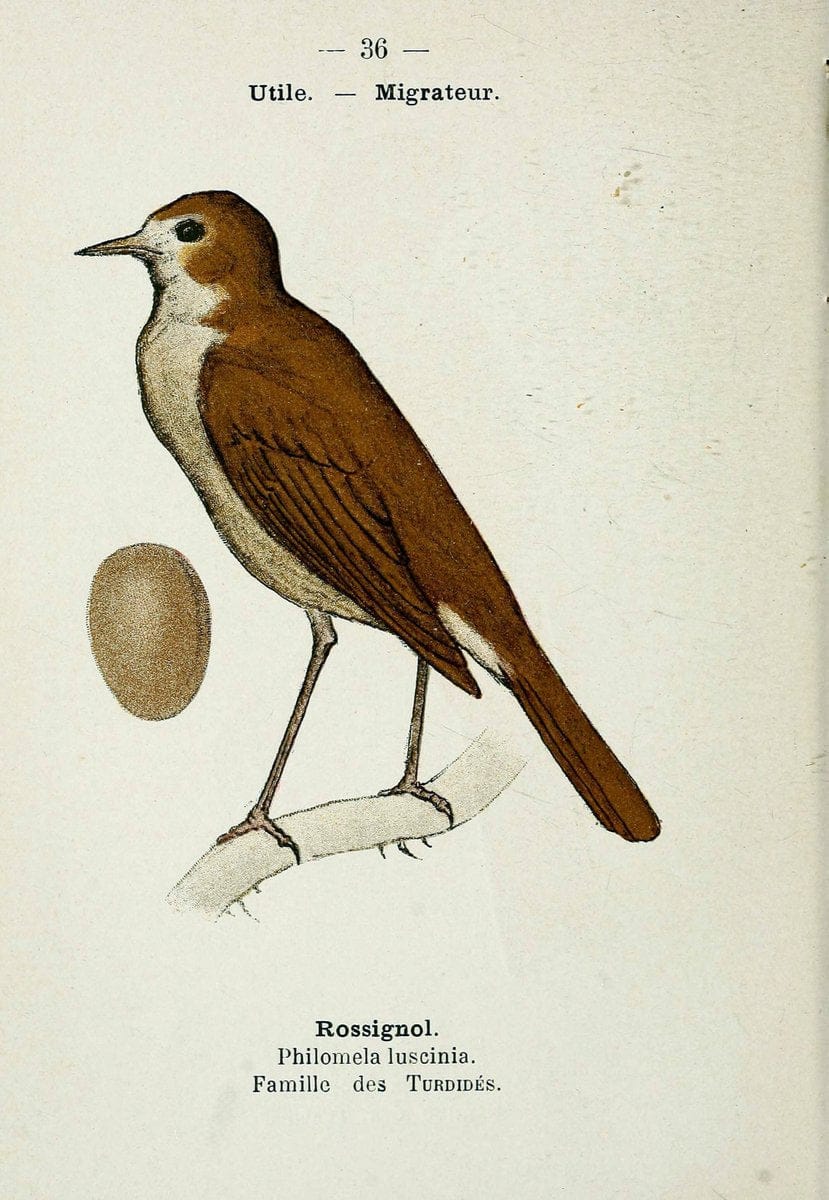 Atlas de poche des oiseaux de France, Suisse, et Belgique, utiles ou nuisibles. ser.1Par | Atlases Belgium Birds France Switzerland SIL | Vintage Print Reproduction 458782