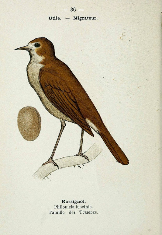 Atlas de poche des oiseaux de France, Suisse, et Belgique, utiles ou nuisibles. ser.1Par | Atlases Belgium Birds France Switzerland SIL | Vintage Print Reproduction 458782