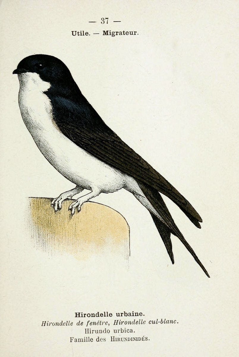 Atlas de poche des oiseaux de France, Suisse, et Belgique, utiles ou nuisibles :.Paris : | Atlases Belgium Birds France Switzerland | Vintage Print Reproduction 458783