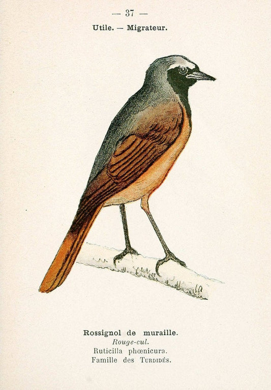 Atlas de poche des oiseaux de France, Suisse, et Belgique, utiles ou nuisibles. ser.1Par | Atlases Belgium Birds France Switzerland SIL | Vintage Print Reproduction 458784