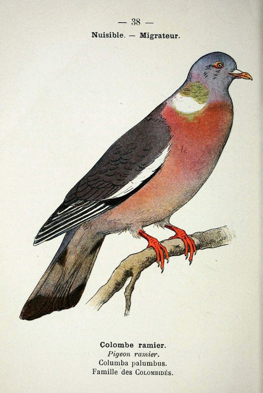 Atlas de poche des oiseaux de France, Suisse, et Belgique, utiles ou nuisibles :.Paris : | Atlases Belgium Birds France Switzerland | Vintage Print Reproduction 458785