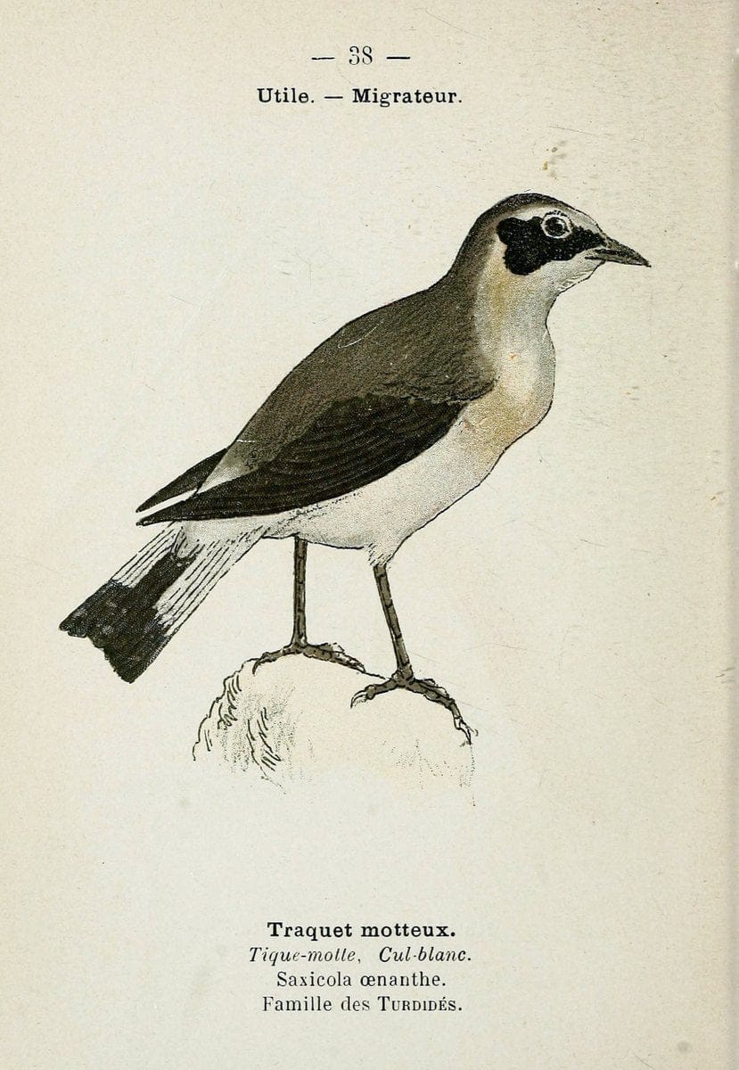 Atlas de poche des oiseaux de France, Suisse, et Belgique, utiles ou nuisibles. ser.1Par | Atlases Belgium Birds France Switzerland SIL | Vintage Print Reproduction 458786