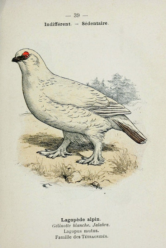 Atlas de poche des oiseaux de France, Suisse, et Belgique, utiles ou nuisibles :.Paris : | Atlases Belgium Birds France Switzerland | Vintage Print Reproduction 458787