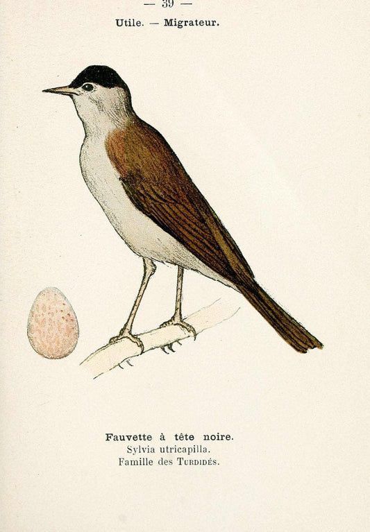 Atlas de poche des oiseaux de France, Suisse, et Belgique, utiles ou nuisibles. ser.1Par | Atlases Belgium Birds France Switzerland SIL | Vintage Print Reproduction 458788