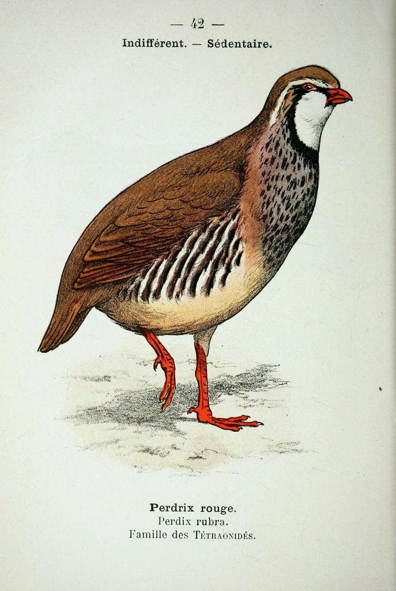 Atlas de poche des oiseaux de France, Suisse, et Belgique, utiles ou nuisibles :.Paris : | Atlases Belgium Birds France Switzerland | Vintage Print Reproduction 458793