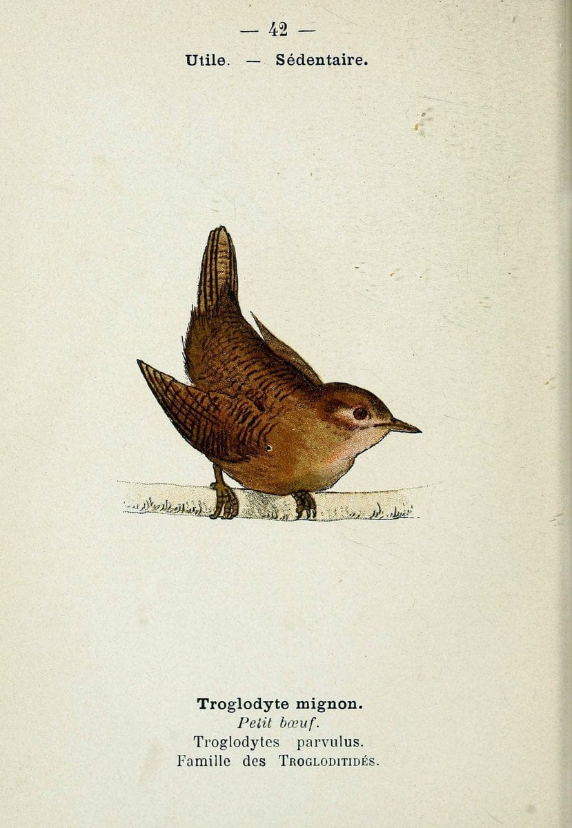 Atlas de poche des oiseaux de France, Suisse, et Belgique, utiles ou nuisibles. ser.1Par | Atlases Belgium Birds France Switzerland SIL | Vintage Print Reproduction 458794