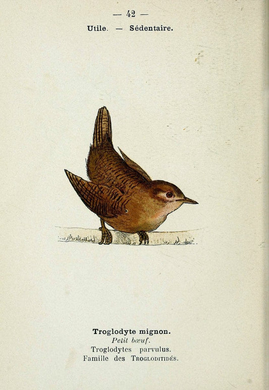 Atlas de poche des oiseaux de France, Suisse, et Belgique, utiles ou nuisibles. ser.1Par | Atlases Belgium Birds France Switzerland SIL | Vintage Print Reproduction 458794