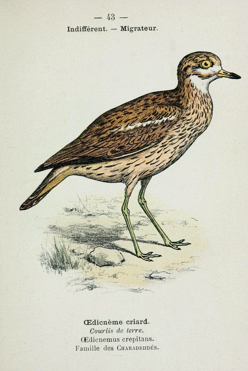 Atlas de poche des oiseaux de France, Suisse, et Belgique, utiles ou nuisibles :.Paris : | Atlases Belgium Birds France Switzerland | Vintage Print Reproduction 458795