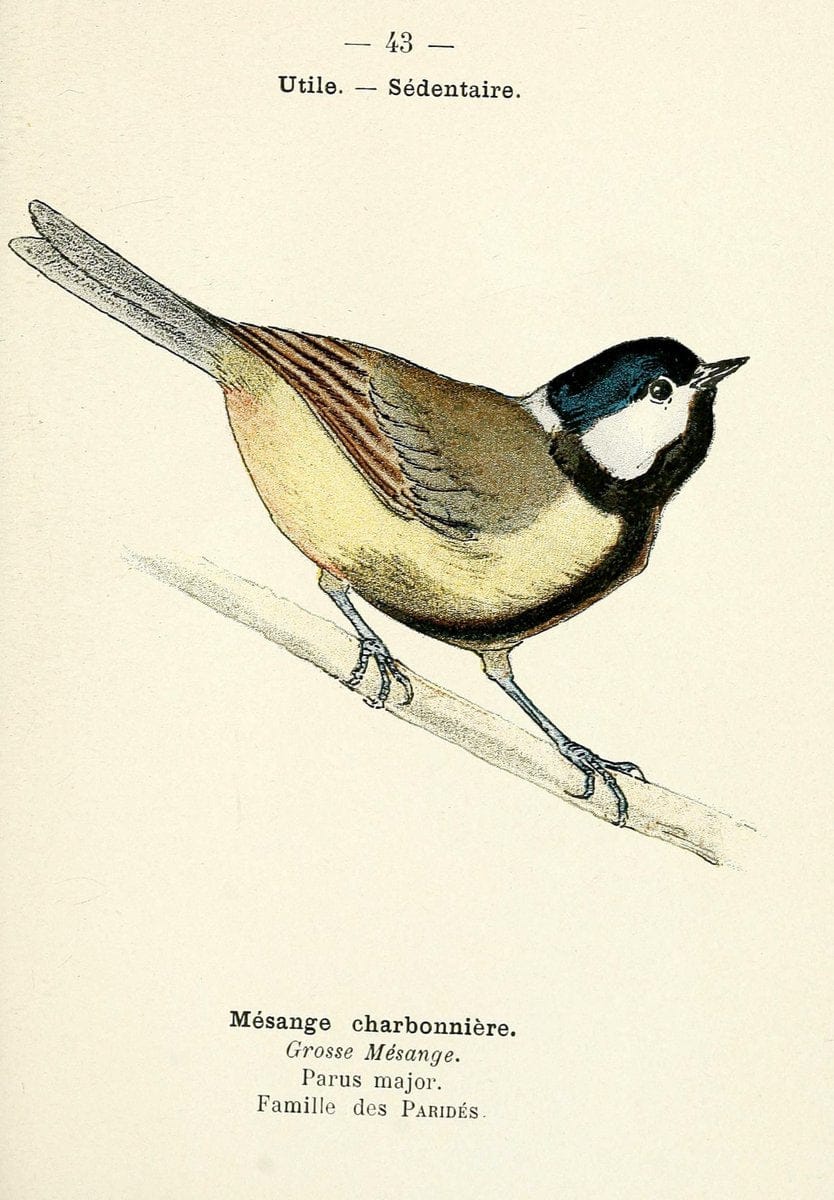Atlas de poche des oiseaux de France, Suisse, et Belgique, utiles ou nuisibles. ser.1Par | Atlases Belgium Birds France Switzerland SIL | Vintage Print Reproduction 458796