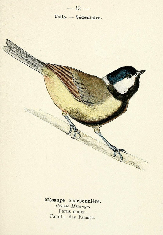 Atlas de poche des oiseaux de France, Suisse, et Belgique, utiles ou nuisibles. ser.1Par | Atlases Belgium Birds France Switzerland SIL | Vintage Print Reproduction 458796