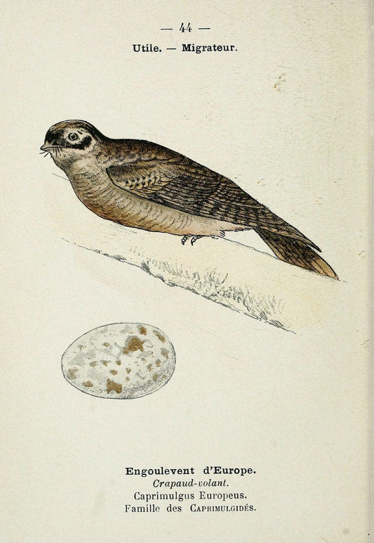 Atlas de poche des oiseaux de France, Suisse, et Belgique, utiles ou nuisibles. ser.1Par | Atlases Belgium Birds France Switzerland SIL | Vintage Print Reproduction 458798