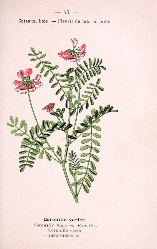 Atlas de poche des plantes des champs, des prairies et des boisParis:P. Klincksieck,[1894] |  | Vintage Print Reproduction 458799