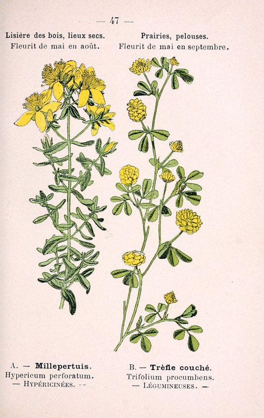 Atlas de poche des plantes des champs, des prairies et des boisParis:P. Klincksieck,[1894] |  | Vintage Print Reproduction 458801