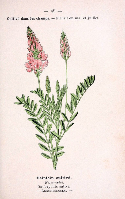 Atlas de poche des plantes des champs, des prairies et des boisParis:P. Klincksieck,[1894] |  | Vintage Print Reproduction 458803