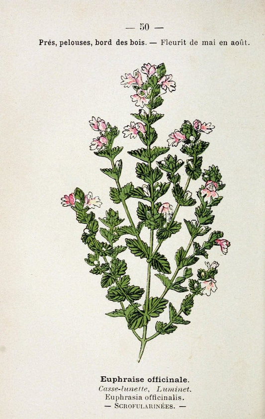 Atlas de poche des plantes des champs, des prairies et des boisParis:P. Klincksieck,[1894] |  | Vintage Print Reproduction 458804