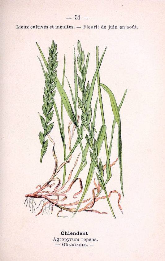 Atlas de poche des plantes des champs, des prairies et des boisParis:P. Klincksieck,[1894] |  | Vintage Print Reproduction 458805