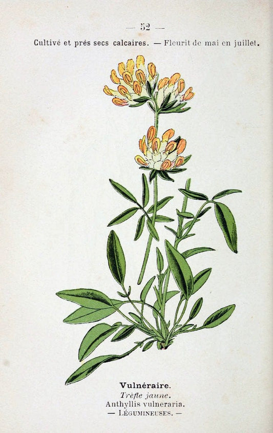Atlas de poche des plantes des champs, des prairies et des boisParis:P. Klincksieck,[1894] |  | Vintage Print Reproduction 458806