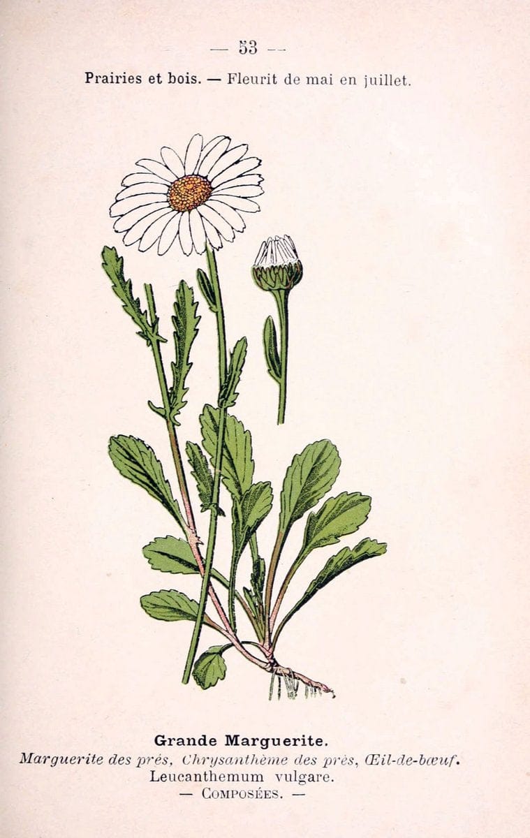 Atlas de poche des plantes des champs, des prairies et des boisParis:P. Klincksieck,[1894] |  | Vintage Print Reproduction 458807