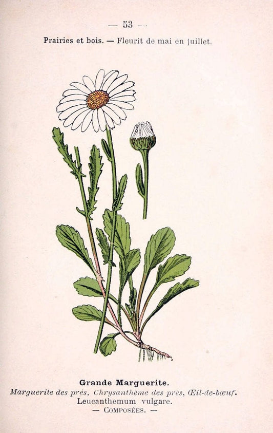 Atlas de poche des plantes des champs, des prairies et des boisParis:P. Klincksieck,[1894] |  | Vintage Print Reproduction 458807