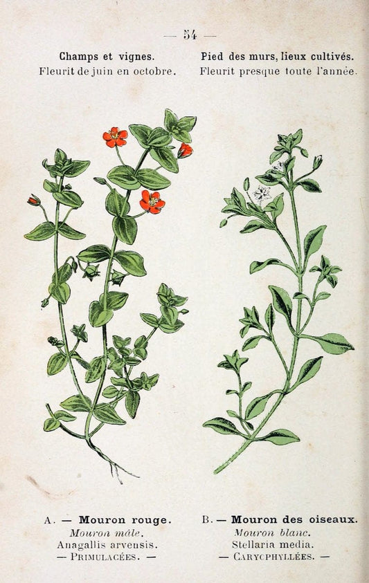 Atlas de poche des plantes des champs, des prairies et des boisParis:P. Klincksieck,[1894] |  | Vintage Print Reproduction 458808
