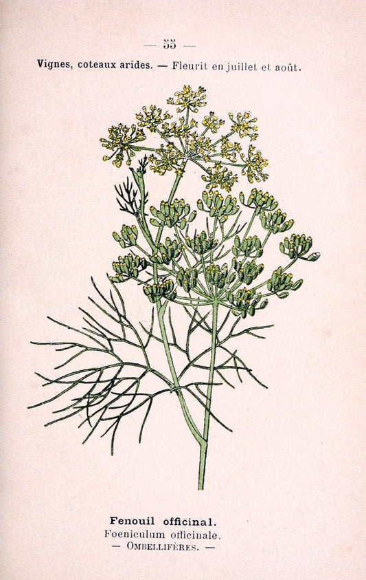 Atlas de poche des plantes des champs, des prairies et des boisParis:P. Klincksieck,[1894] |  | Vintage Print Reproduction 458809