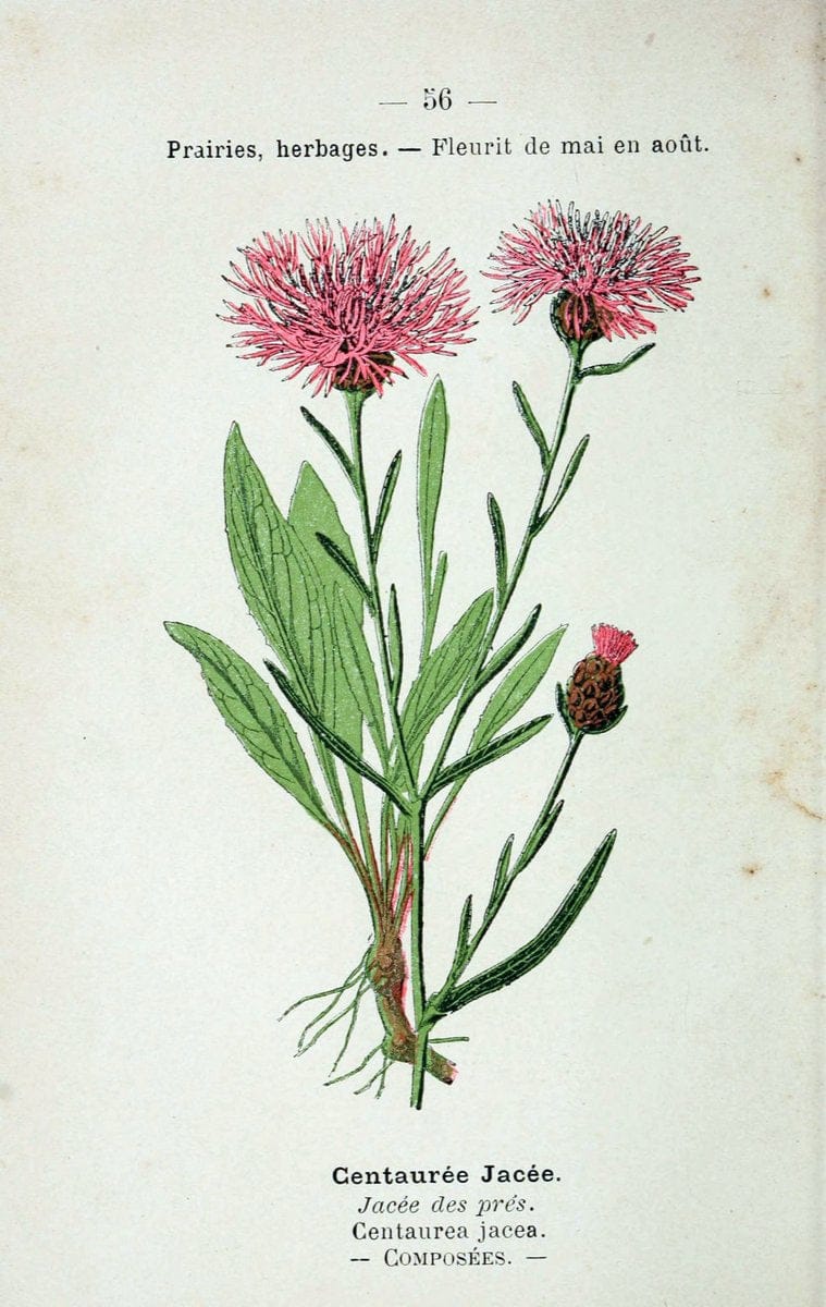 Atlas de poche des plantes des champs, des prairies et des boisParis:P. Klincksieck,[1894] |  | Vintage Print Reproduction 458810