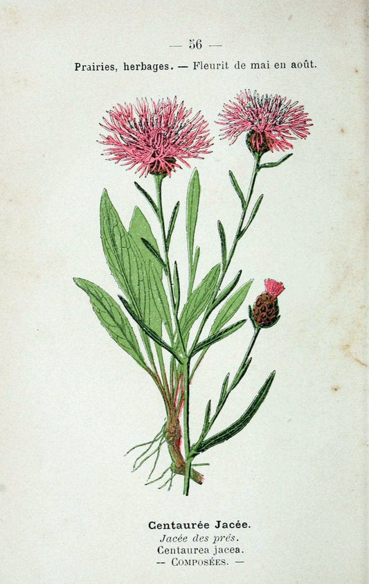 Atlas de poche des plantes des champs, des prairies et des boisParis:P. Klincksieck,[1894] |  | Vintage Print Reproduction 458810