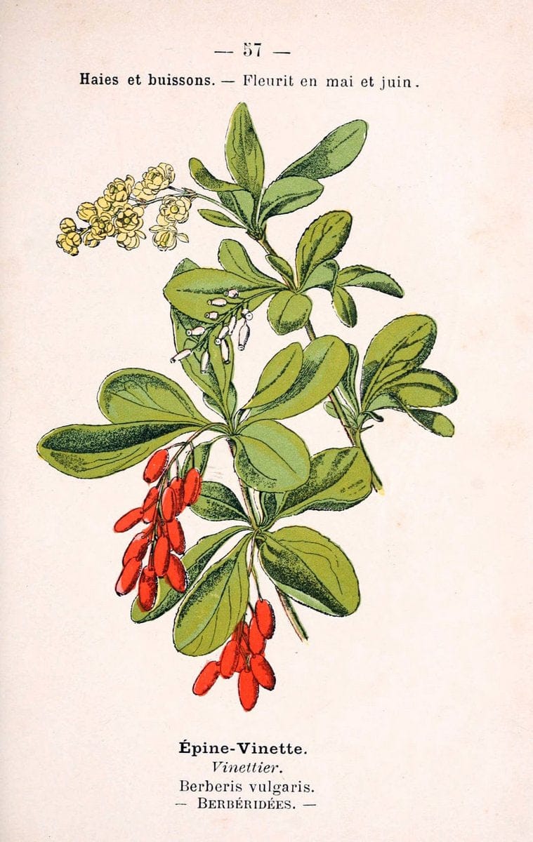 Atlas de poche des plantes des champs, des prairies et des boisParis:P. Klincksieck,[1894] |  | Vintage Print Reproduction 458811