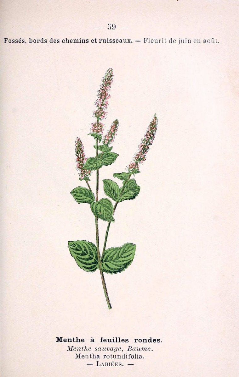 Atlas de poche des plantes des champs, des prairies et des boisParis:P. Klincksieck,[1894] |  | Vintage Print Reproduction 458813