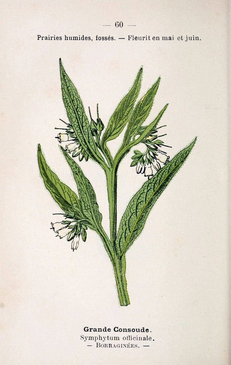 Atlas de poche des plantes des champs, des prairies et des boisParis:P. Klincksieck,[1894] |  | Vintage Print Reproduction 458814