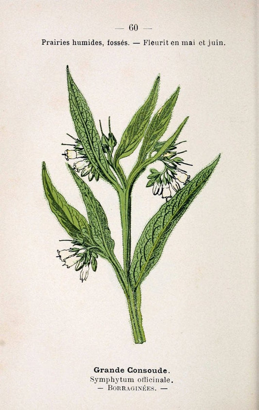 Atlas de poche des plantes des champs, des prairies et des boisParis:P. Klincksieck,[1894] |  | Vintage Print Reproduction 458814