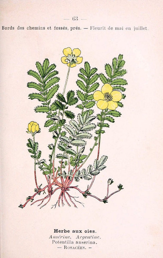 Atlas de poche des plantes des champs, des prairies et des boisParis:P. Klincksieck,[1894] |  | Vintage Print Reproduction 458817