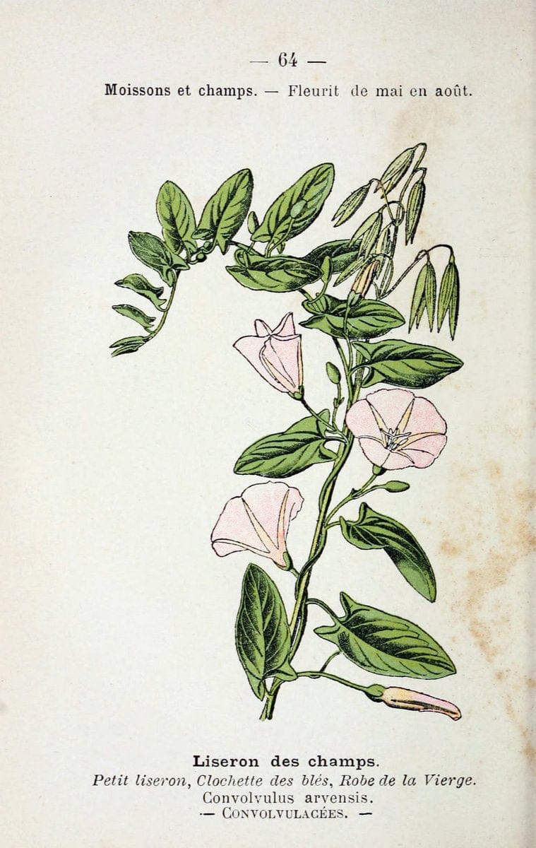 Atlas de poche des plantes des champs, des prairies et des boisParis:P. Klincksieck,[1894] |  | Vintage Print Reproduction 458818