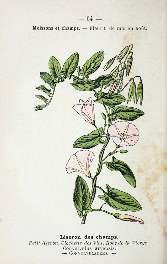Atlas de poche des plantes des champs, des prairies et des boisParis:P. Klincksieck,[1894] |  | Vintage Print Reproduction 458818