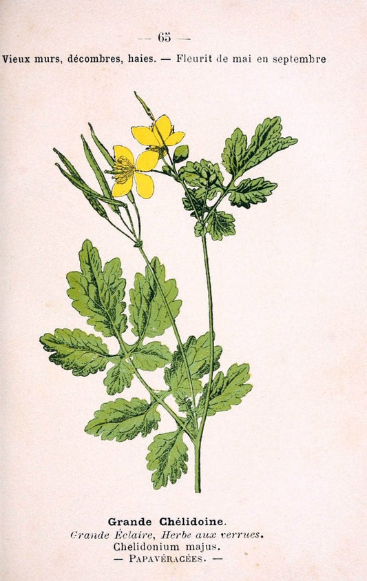 Atlas de poche des plantes des champs, des prairies et des boisParis:P. Klincksieck,[1894] |  | Vintage Print Reproduction 458819