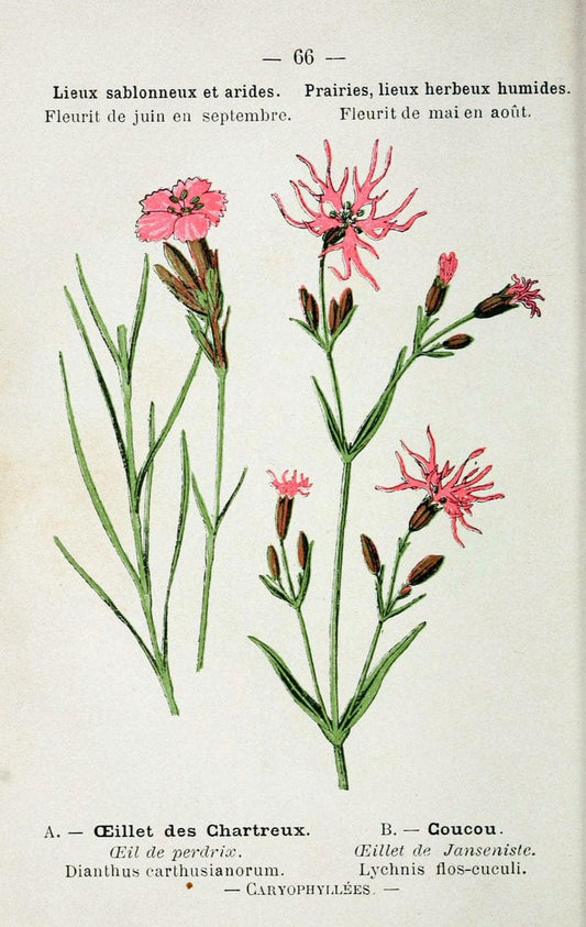 Atlas de poche des plantes des champs, des prairies et des boisParis:P. Klincksieck,[1894] |  | Vintage Print Reproduction 458820