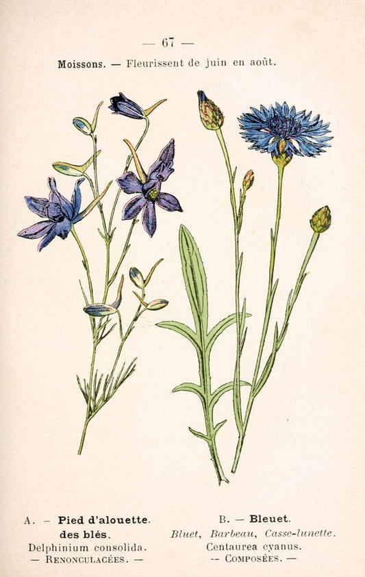 Atlas de poche des plantes des champs, des prairies et des boisParis:P. Klincksieck,[1894] |  | Vintage Print Reproduction 458821