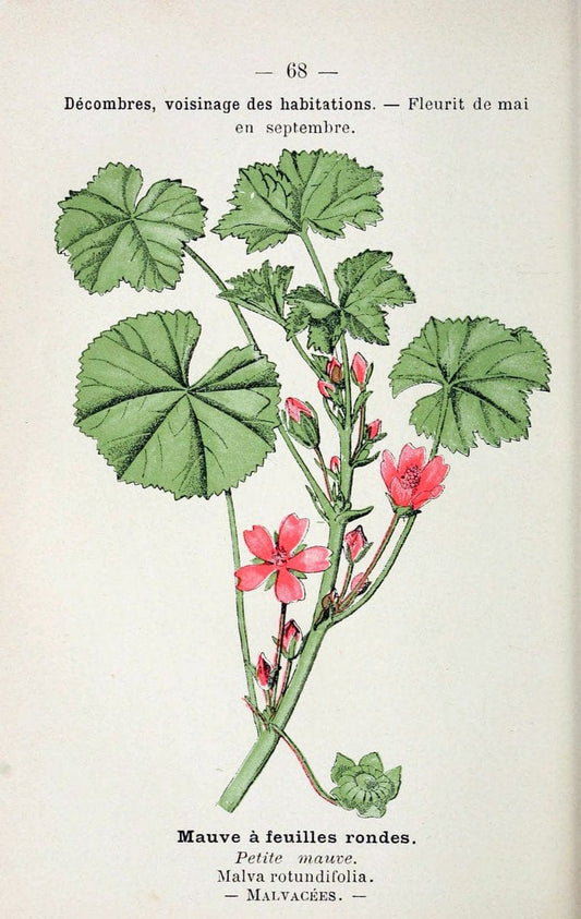 Atlas de poche des plantes des champs, des prairies et des boisParis:P. Klincksieck,[1894] |  | Vintage Print Reproduction 458822