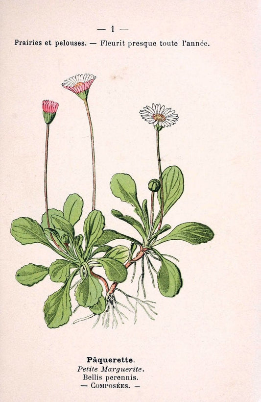 Atlas de poche des plantes des champs, des prairies et des boisParis:P. Klincksieck,[1894] |  | Vintage Print Reproduction 458823