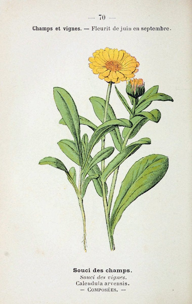 Atlas de poche des plantes des champs, des prairies et des boisParis:P. Klincksieck,[1894] |  | Vintage Print Reproduction 458825