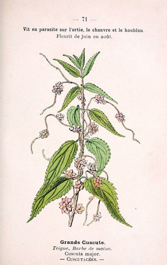 Atlas de poche des plantes des champs, des prairies et des boisParis:P. Klincksieck,[1894] |  | Vintage Print Reproduction 458826