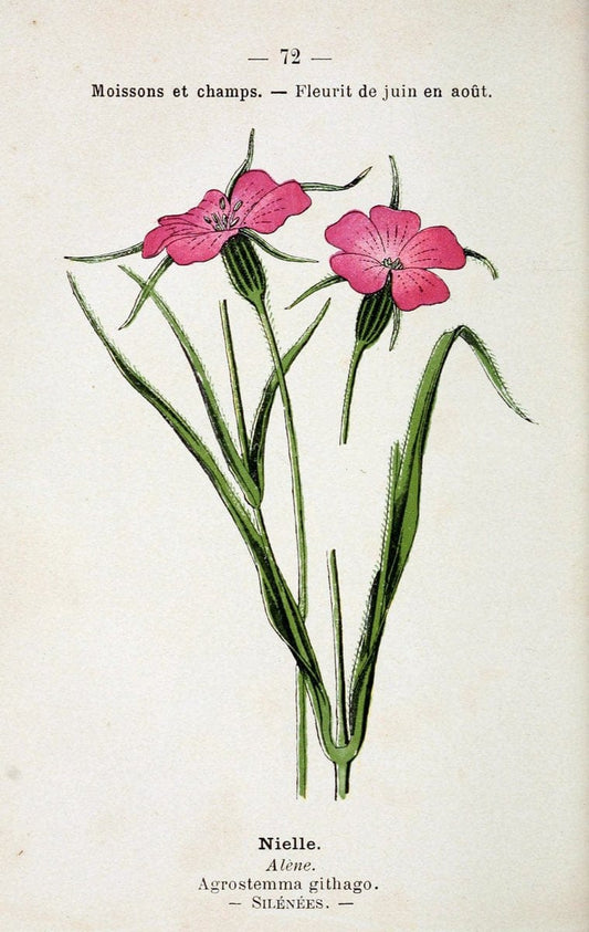 Atlas de poche des plantes des champs, des prairies et des boisParis:P. Klincksieck,[1894] |  | Vintage Print Reproduction 458827
