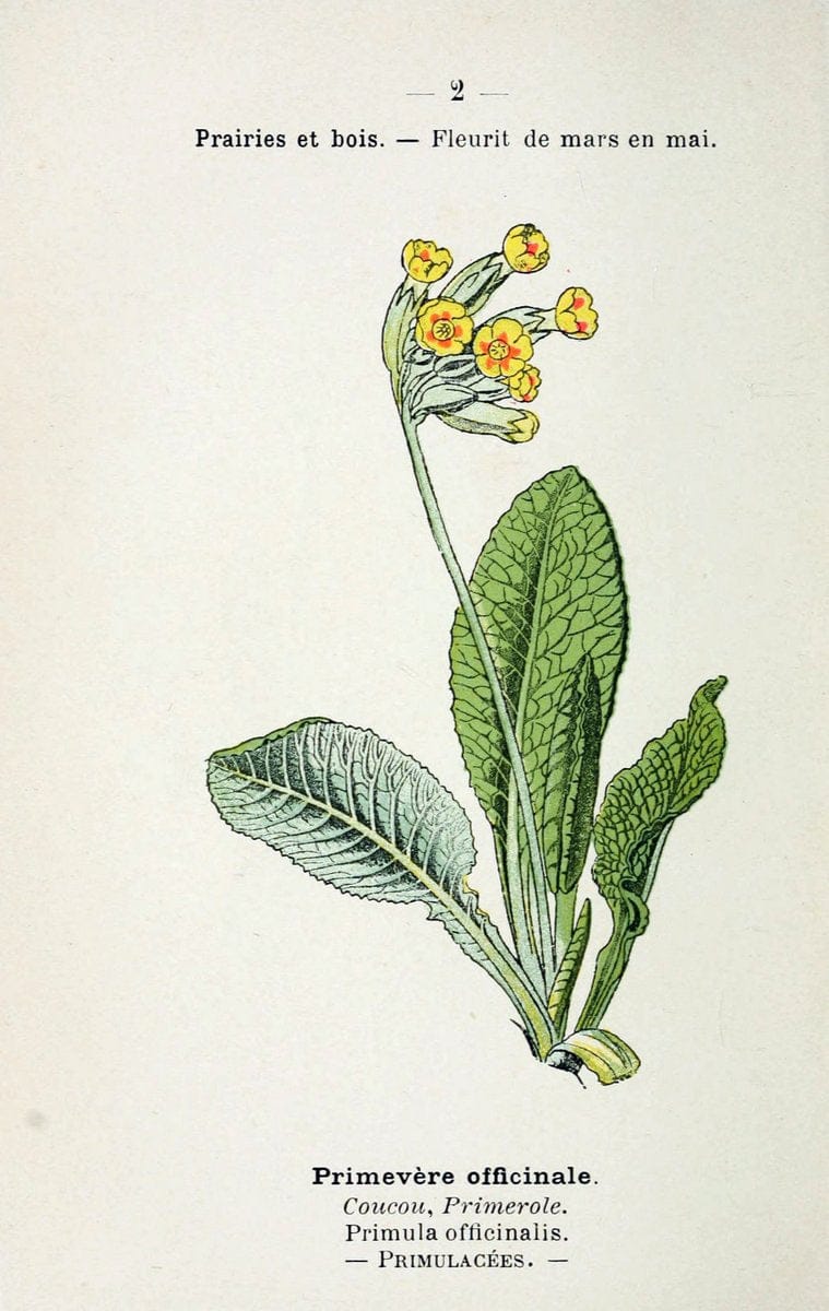 Atlas de poche des plantes des champs, des prairies et des boisParis:P. Klincksieck,[1894] |  | Vintage Print Reproduction 458828