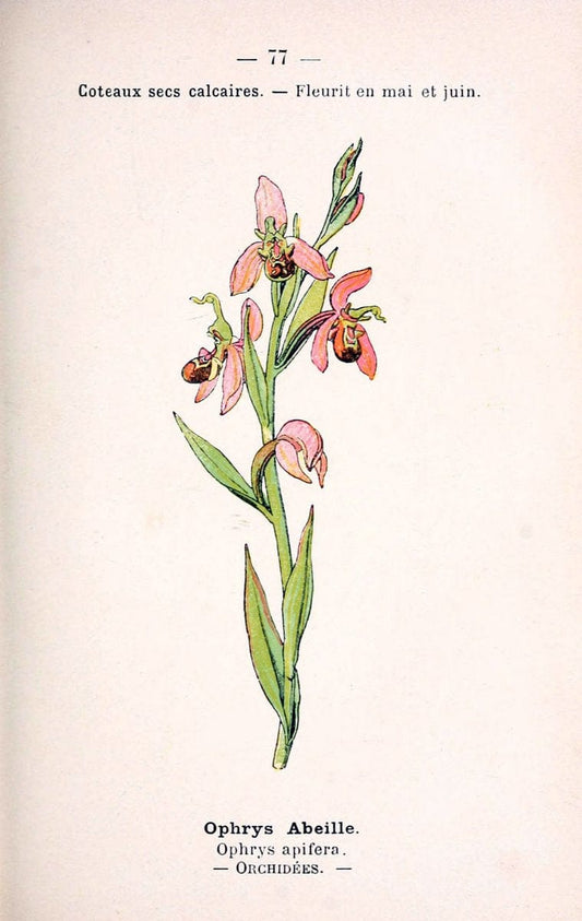 Atlas de poche des plantes des champs, des prairies et des boisParis:P. Klincksieck,[1894] |  | Vintage Print Reproduction 458832