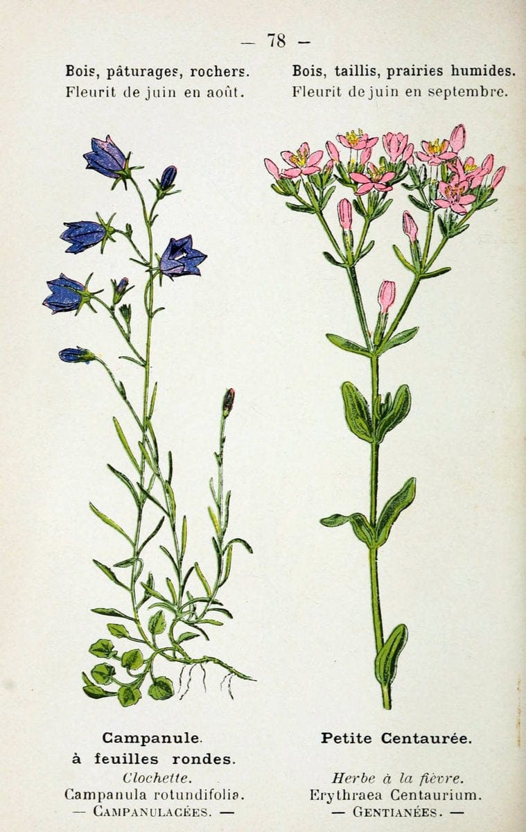 Atlas de poche des plantes des champs, des prairies et des boisParis:P. Klincksieck,[1894] |  | Vintage Print Reproduction 458833