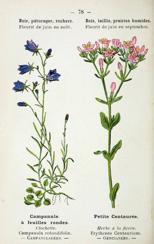 Atlas de poche des plantes des champs, des prairies et des boisParis:P. Klincksieck,[1894] |  | Vintage Print Reproduction 458833